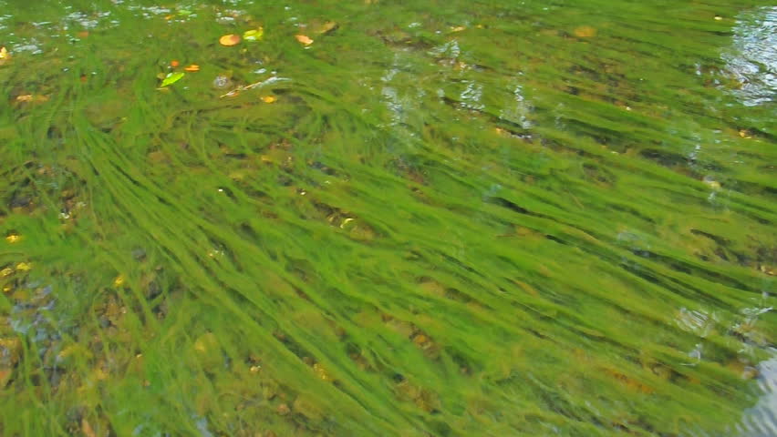 organic slimy substance with algae in water stock footage organic slimy substance with algae in water stock footage