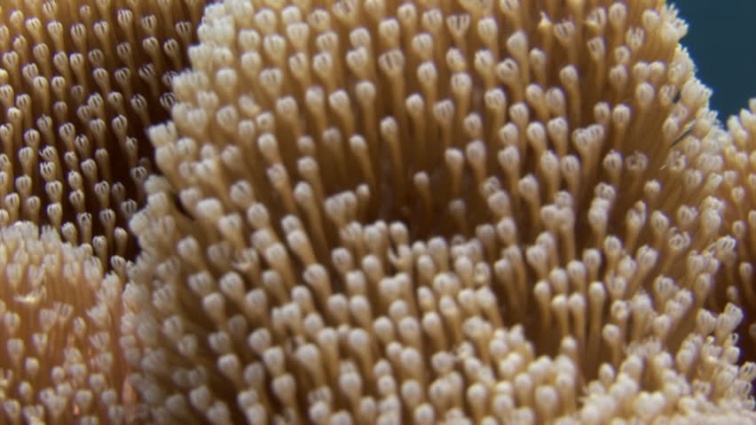 Header of Actinia anemone