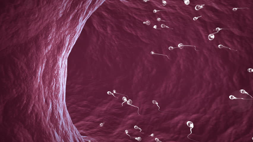 HD Animation Of Sperm Cells Swimming Inside Ductus Deferens Stock