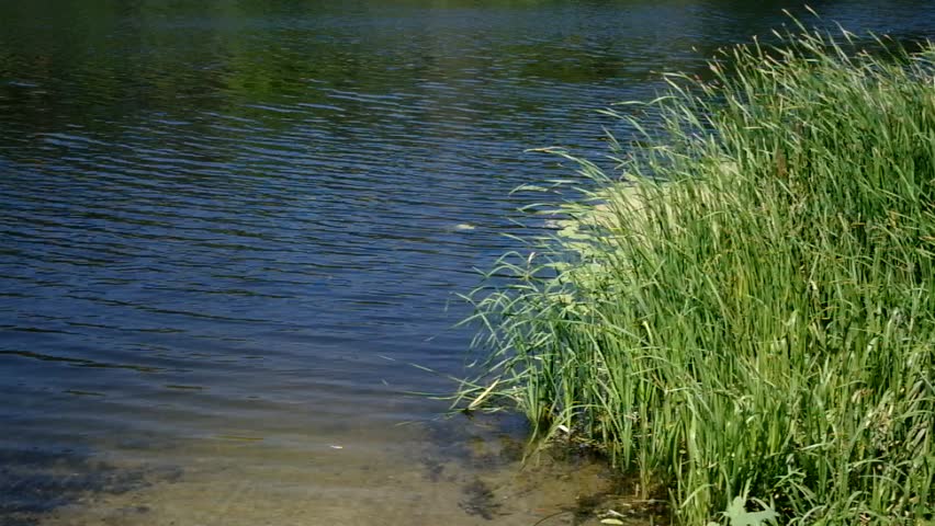 Riverside Plants Stock Footage Video 2572973 - Shutterstock