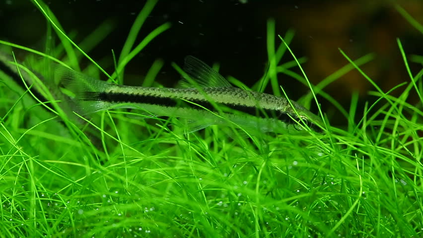 Header of Algae Eaters