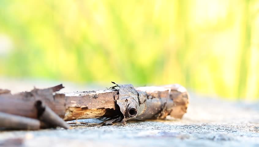 Dry Stick On The Ground Stock Footage Video 2631824 - Shutterstock