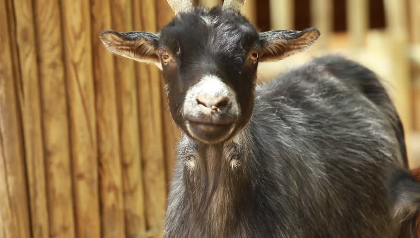 Funny Goat In The Farm Stock Footage Video 2665805 - Shutterstock