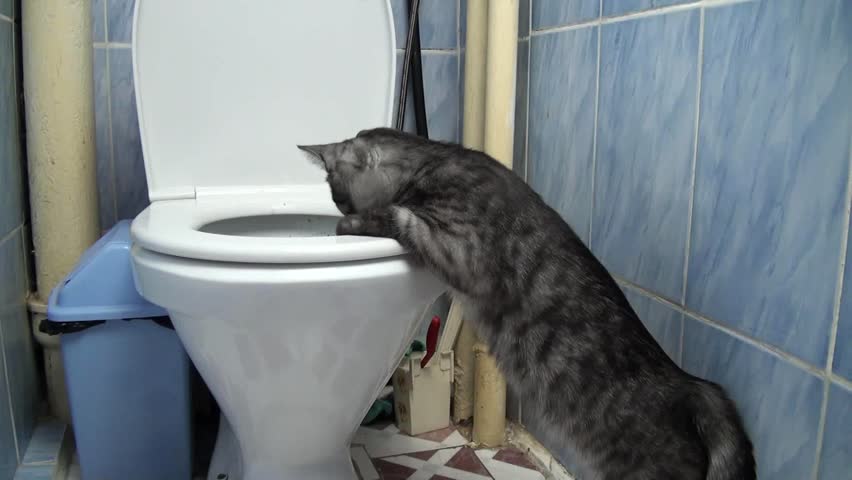Cat Trying To Drink Out Of The Toilet Stock Footage Video 2725010