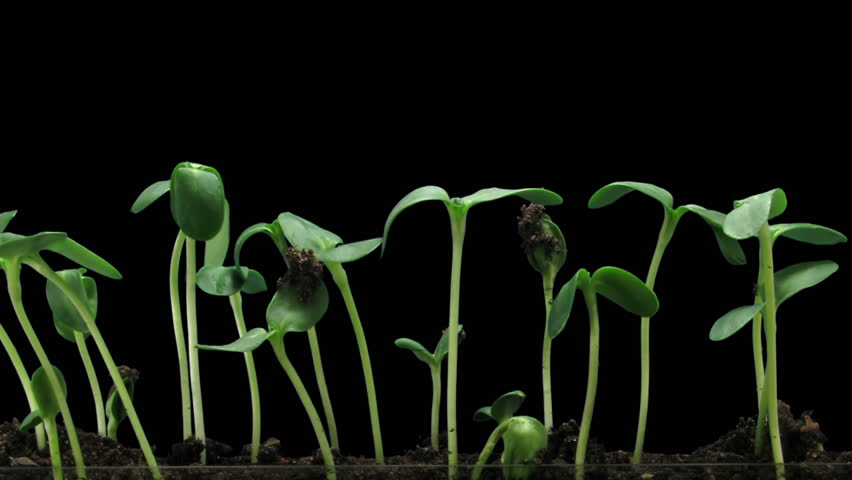 time-lapse-of-germinating-sunflower-seeds-6b2-stock-footage-video