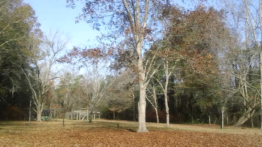 tree-losing-its-leaves-during-fall-season-stock-footage-video-3170254