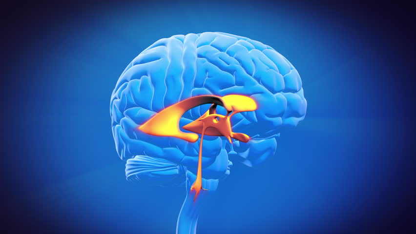 Brain Part - Limbic System Stock Footage Video 3283064 - Shutterstock