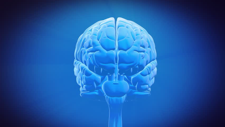 Brain Part - Limbic System Stock Footage Video 3283064 - Shutterstock