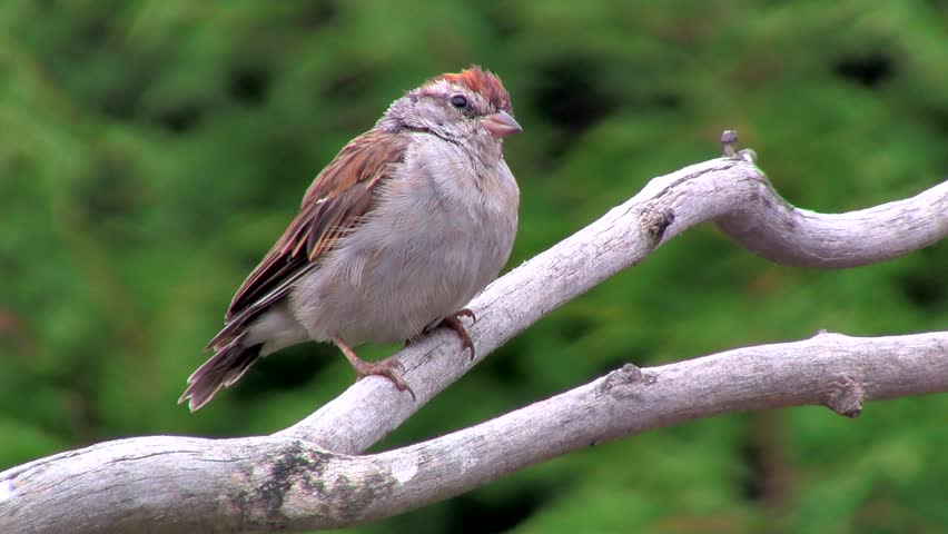 Header of American Tree Sparrow