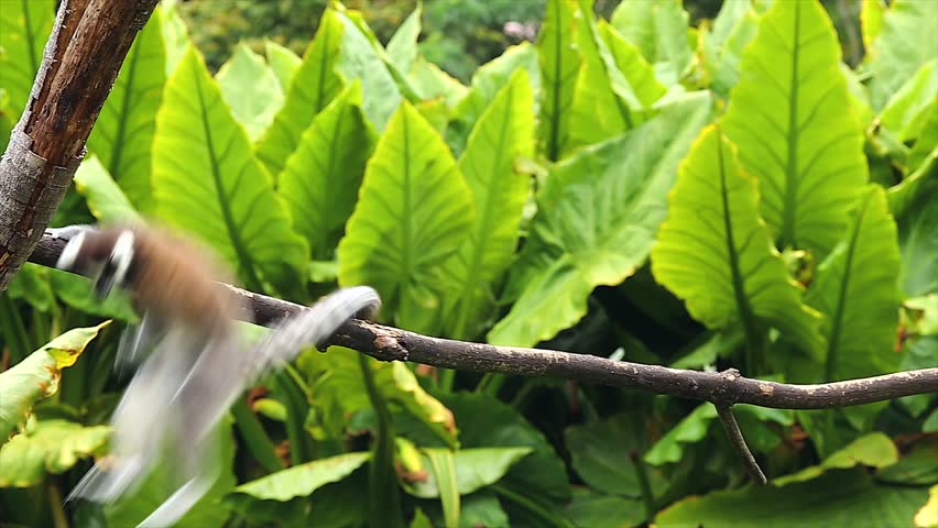 How many critically endangered species picture