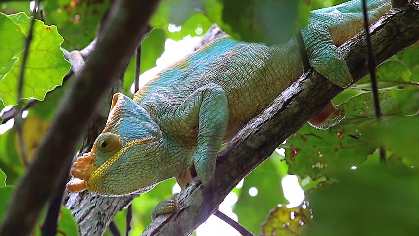 ENDANGERED Male Parson's Chameleon (Calumma Parsonii) In A Tree In