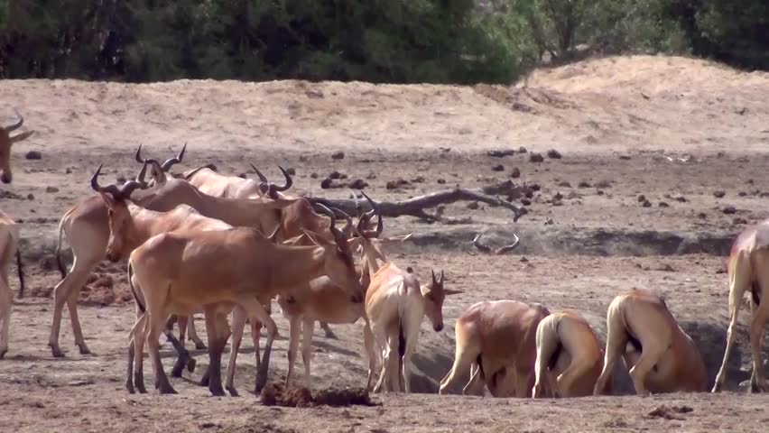 Header of Alcelaphus buselaphus