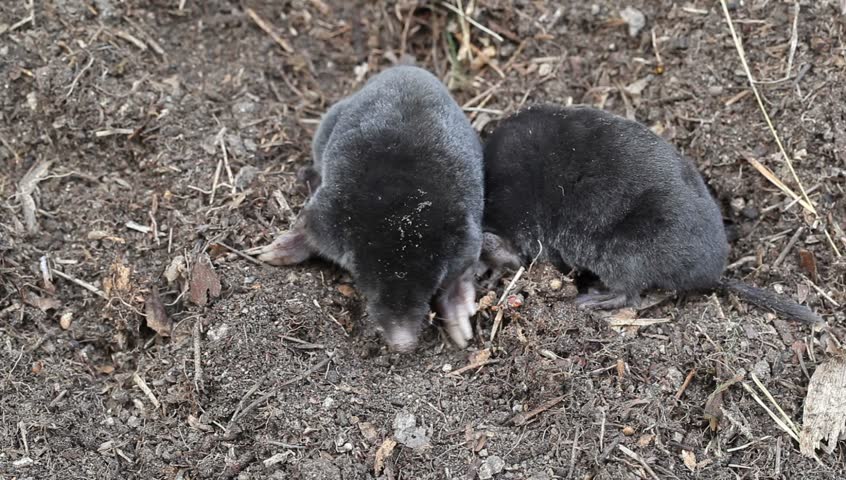 Above+Ground+Moles Two Baby Moles Moving Above Ground Stock Footage Video 3457079 ...