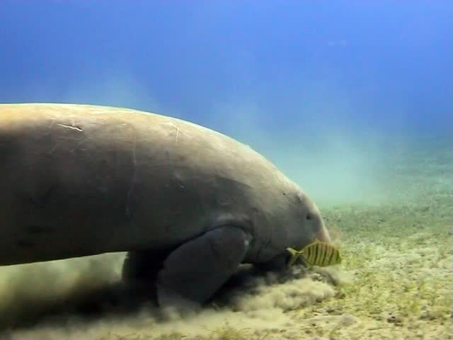 Incredible Dugong, Manatee, Sea-cow Eating Sea Grass And Swimming In