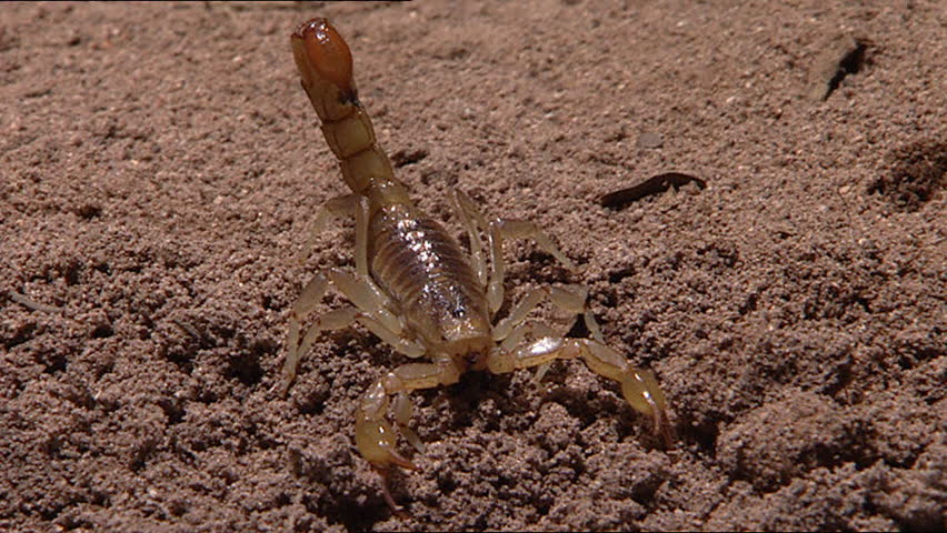 Arizona Bark Scorpion Stock Footage Video 3549554 - Shutterstock