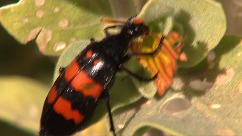Red And Black Striped Flower Beetle Stock Footage Video 3556820