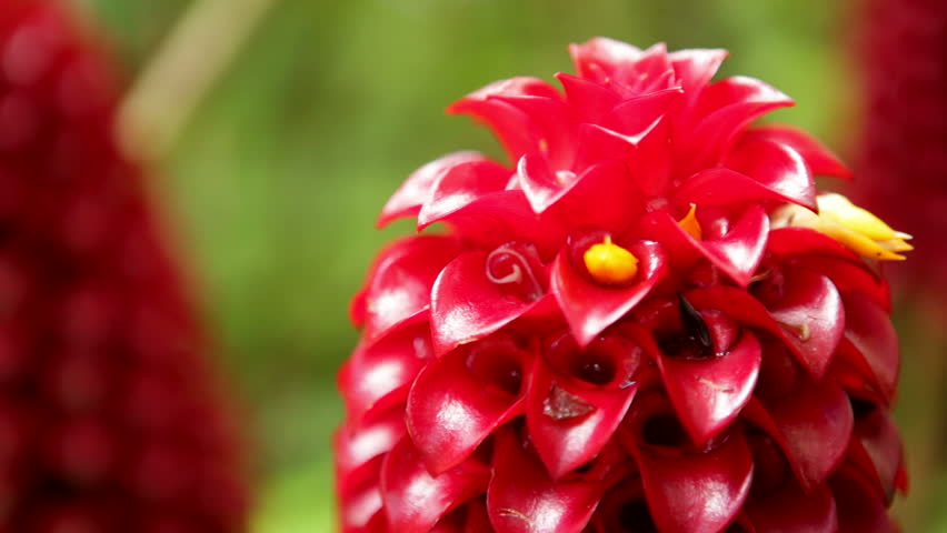 Close-up Of Red Indonesian Wax Ginger Flower (Tapeinochilos Ananassae ...