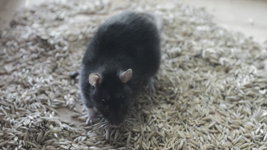 Above+Ground+Moles Two Baby Moles Moving Above Ground Stock Footage Video 3457079 ...