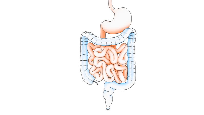 A Drawing Of A Human Intestine On White Background With Matte Stock
