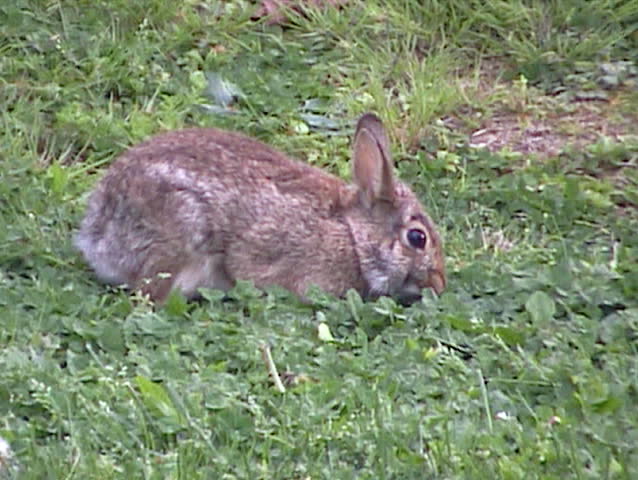 Rabbit Hops And Eats Dandelions Stock Footage Video 38873 - Shutterstock