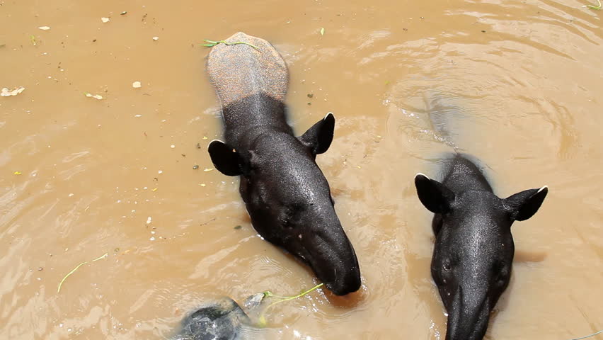 malayan-tapir-eating-vegetable-food-in-pond-stock-footage-video