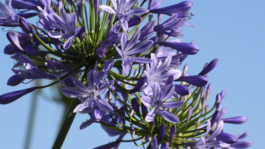Header of Agapanthus Africanus