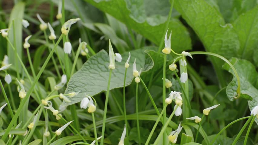 Header of Allium Paradoxum