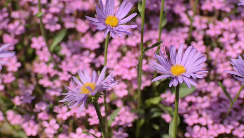 Header of Alpine Aster
