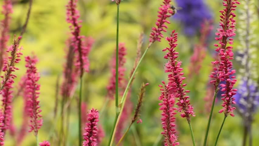 Header of knotgrass