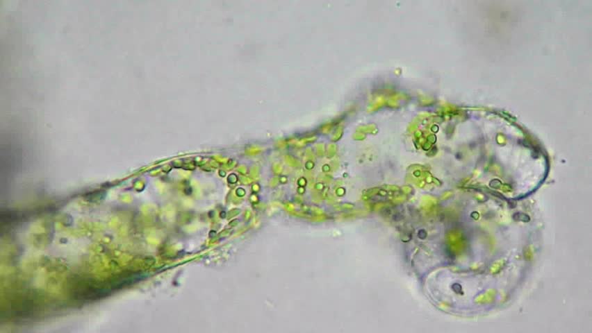 Seaweed (algae) Under Microscope, Magnification 400x Stock ...