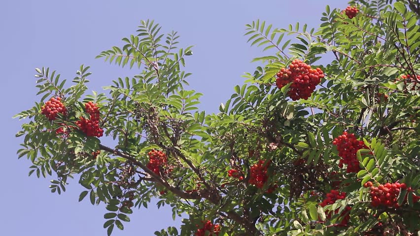 Header of American mountain ash