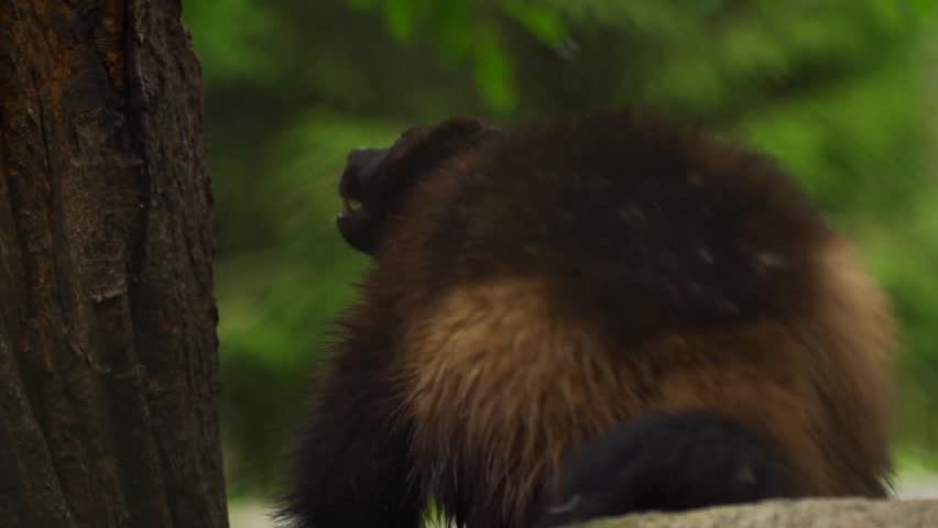 Header of wolverine