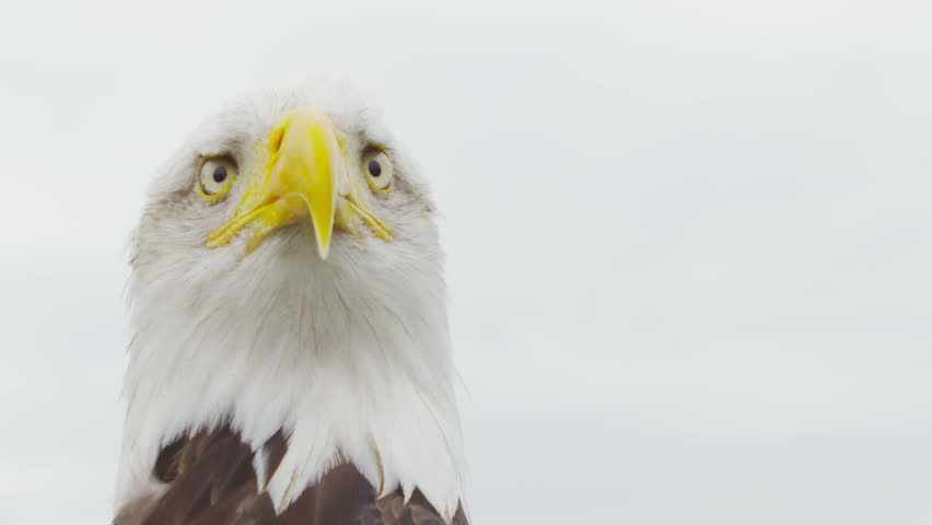 American Bald Eagle On White. Shot On RED Epic In SLow Motion At 160