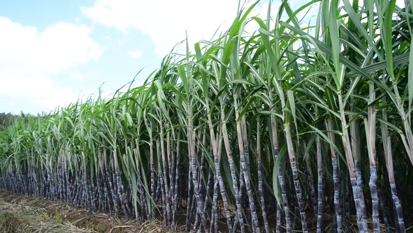 a-sugar-cane-crop-in-field-ready-for-harvest-stock-footage-video