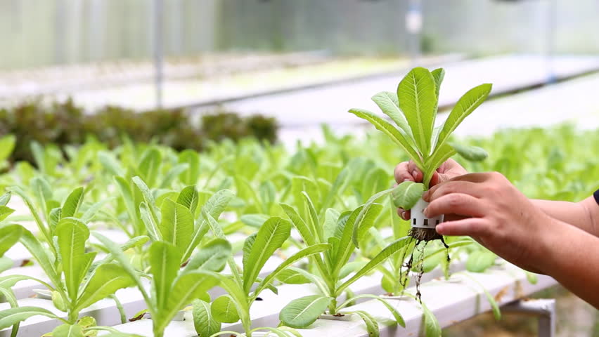 Planting A Hydroponics Vegetable Farm In Thailand Stock Footage Video 4638542 - Shutterstock