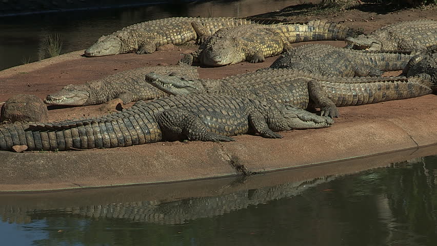 crocodiles-sleeping-on-an-island-stock-footage-video-4676183-shutterstock