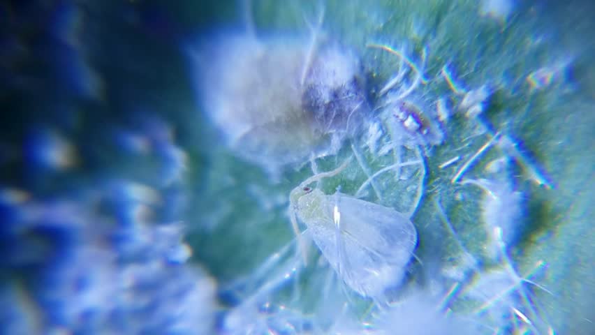 Header of Aleurothrixus floccosus