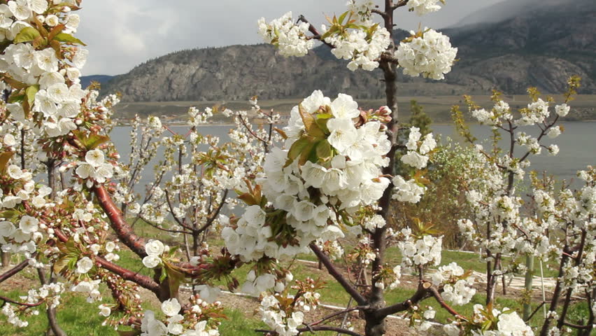 Osoyoos Cherry Orchard Blossoms, Okanagan, British Columbia. A Cherry ...