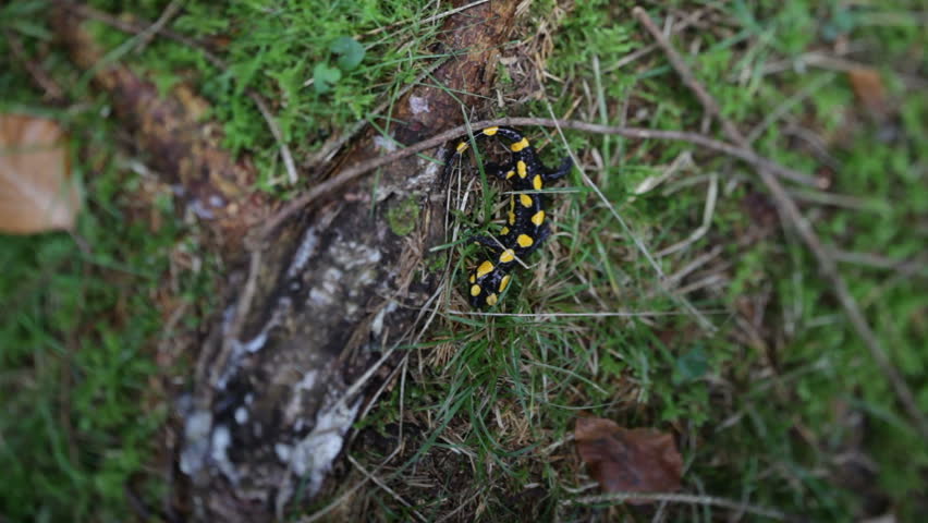 Header of Ambystoma Maculatum