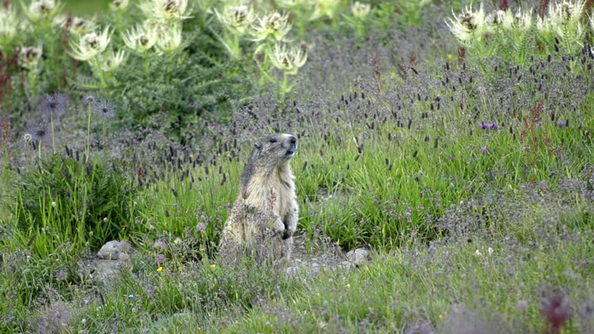 Header of Alpine Marmot