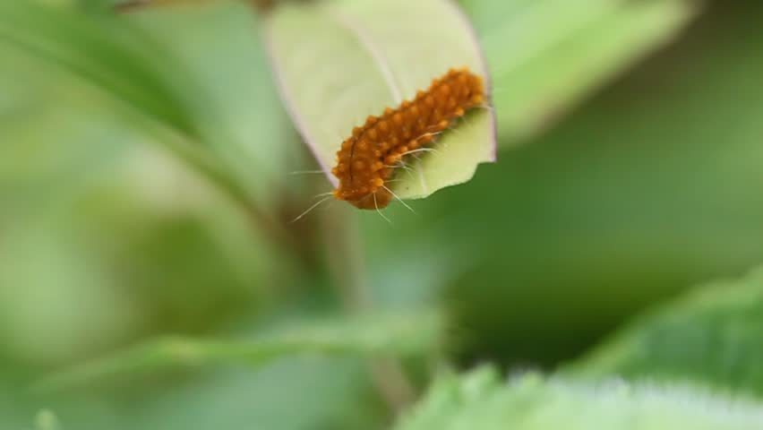 Orange Worms Eating Leaves HD Stock Video Clip