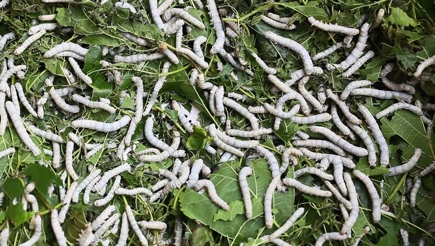 Silkworm Feeding With Mulberry Leaves Stock Footage Video 4873238 Shutterstock