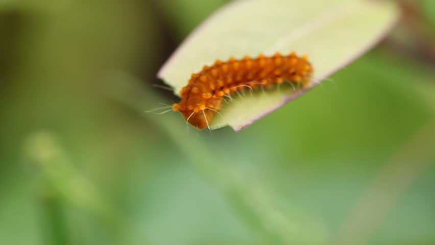 Orange Worms Eating Leaves Stock Footage Video 4900784 Shutterstock