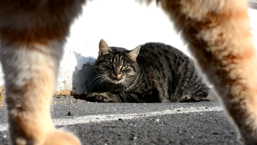 Header of Cat