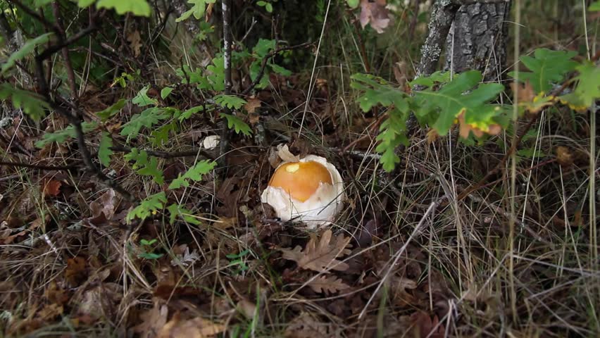 Header of Amanita Caesarea
