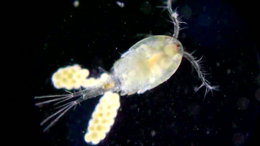 Header of Crustacean