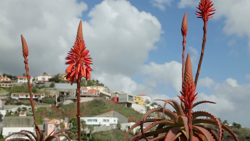 Header of Aloe barbadensis