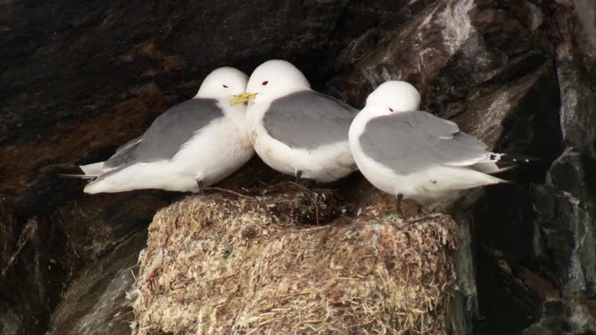 Group Of Seagulls Perched In A Nest In An Arctic Cliffside. Stock