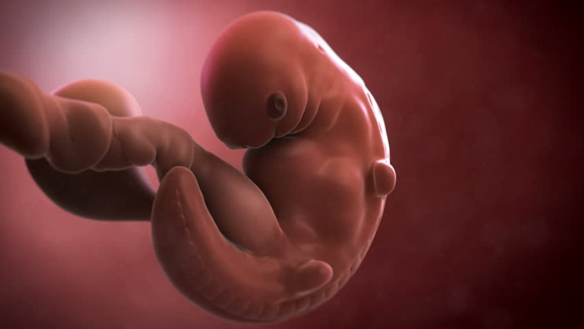 Animation Showing A 6 Month Old Fetus Stock Footage Video 5040371