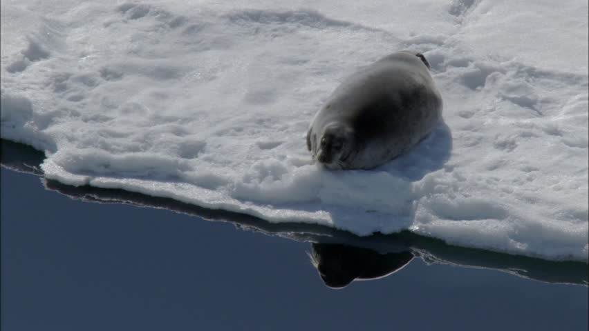 Polar arctic harp seal snow massive adult harp seal are shown resting Polar arctic harp seal snow massive adult harp seal are shown resting